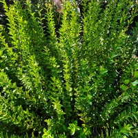 Ligustrum ovalifolium