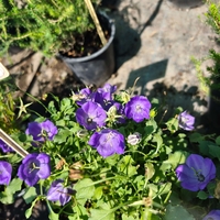 Campanula (Камбанка)