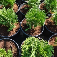 Thuja occidentalis ‘Tiny Tim’ (Туя Тайни Тим)