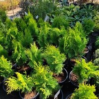 Thuja orientalis ‘Aurea Nana’ (Туя Ауреа Нана)