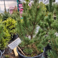 Pinus sylvestris Watereri