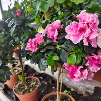 Rhododendron simsii – щамбова форма (Стайна азалия – мини дръвче)