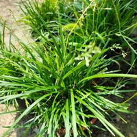 Carex sylvatica (Горска острица)