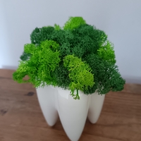 Кашпа зъбче със скандинавски мъх