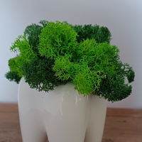 Кашпа зъбче със скандинавски мъх