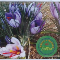 КОМПЛЕКТ: Продукти с шафран SLiFFron 8 в 1