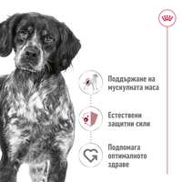 ROYAL CANIN® SHN MEDIUM ADULT - - за кучета в зряла възраст от средни породи (от 11 до 25 кг) - над 12 месеца