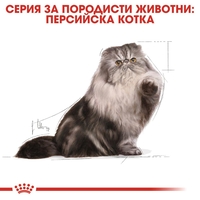 ROYAL CANIN® FBN PERSIAN за персийски котки в зряла възраст - над 12 месеца (пастет)