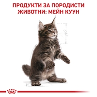 ROYAL CANIN® FBN MAINE COON KITTEN за подрастващи котенца от порода мейн куун (до 15 месеца)