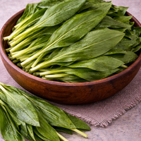 Див чесън – левурда