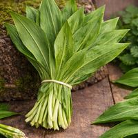 Див чесън – левурда