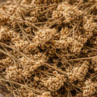 Бял равнец – стрък