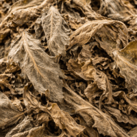 Лопен лист (Verbascum thapsus)