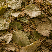 Лист липа (Tilia cordata) – сушен