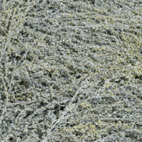 Пелин – стрък