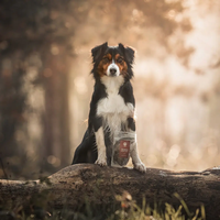ESSENTIAL SALMON MINI DELIGHTS - деликатесни малки лакомства за кучета със сьомга, 100г