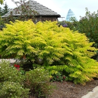 Сумах (оцетно дърво) Rhus typhina