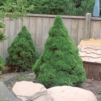 Смърч коника Picea glauca ‘Conica’