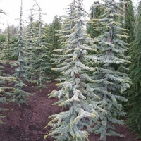 Кедър атласки плачещ ‘Glauca Pendula’ Cedrus atlantica ‘Glauca Pendula’