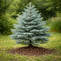 Едноцветна ела Abies concolor