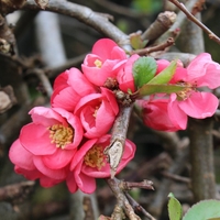 Дюля декоративна ‘Pink Lady’ Chaenomeles japonica ‘Pink Lady’