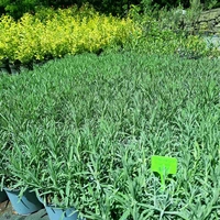 Лавандула ‘Hidcote’ Lavandula angustifolia ‘Hidcote’