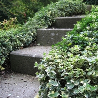 Евонимус ‘Emerald Gaiety’ Euonymus fortunei ‘Emerald Gaiety’