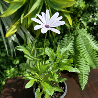 Остеоспермум 'Osteospermum spp.'  (Млад разсад 10см)