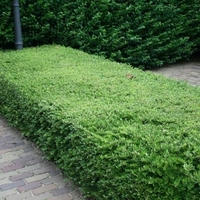 Орлов нокът постилащ се Lonicera pileata