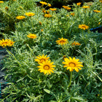 Газания 'Gazania spp.'