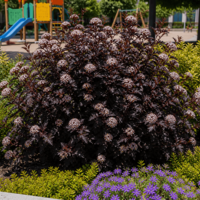 Физокарпус (пурпурен храст) Physocarpus opulifolius