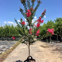 Лагерстремия индийска Lagerstroemia indica
