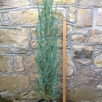 Хвойна скална ‘Blue Arrow’ Juniperus scopulorum ‘Blue Arrow’