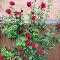 Роза катерлива Rosa (climbing hybrids)