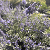Перовския ‘Blue Spire’  | Perovskia atriplicifolia ‘Blue Spire’