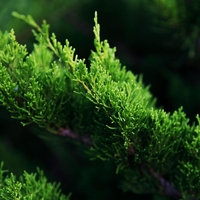 Хвойна, Смрика, Юниперус Минт Джулеп	Juniperus chinensis 