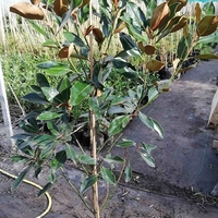 Магнолия ‘Little Gem’ Magnolia grandiflora ‘Little Gem’