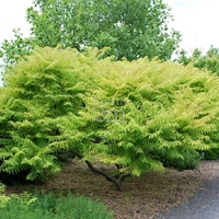 Сумах (оцетно дърво) Rhus typhina
