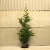 Лейландов кипарис (1 топка) Cupressocyparis leylandii