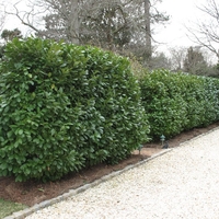 Лавровишня ‘Novita’ Prunus laurocerasus ‘Novita’