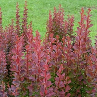 Берберис тъмночервен	Berberis Atropurpurea