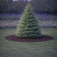 Смърч сръбски Picea omorika