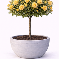 Щамбова роза Rosa (stam form)