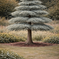 Кедър ливански / атласки Cedrus libani × atlantica