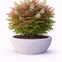 Нандина домашна Nandina domestica