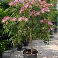 Албиция / Копринено дърво 'Albizia julibrissin'
