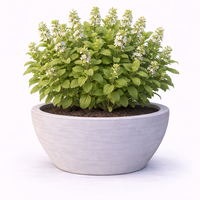 Маточина Melissa officinalis