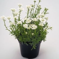 Иберис Iberis sempervirens