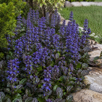 Аюга  | 'Ajuga reptans'