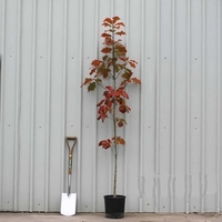 Червен дъб Quercus rubra